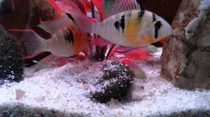 While they are not a shoaling species, bolivian rams do appreciate the company of others. Bolivian Rams And Angelfish With Fry Youtube