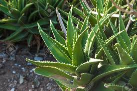 Root rot is one of the most common ailments of aloe vera plants, but they can also become sunburned. Leaves Of Medicinal Aloe Vera Plant Aloe Vera L Stock Photo Picture And Royalty Free Image Image 50509117