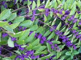 Read reviews for white flower & purple berry bush by ashland®. Winter Vegetables And Fruits Hgtv
