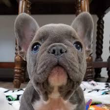 Petland mall of georgia has french bulldog puppies for sale! Blueblood French Bulldogs Home Facebook