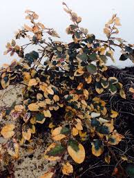 Cherry laurel or prunus laurocerasus 'rotundifolia' is the shrub everyone normally uses for creating. Help Loropetalum Problems