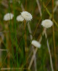 Image result for Mesanthemum africanum