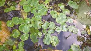 Image result for Hydrocotyle ranunculoides