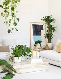 Marble Queen Pothos Decor Home Decor Near Me Marble Queen Pothos