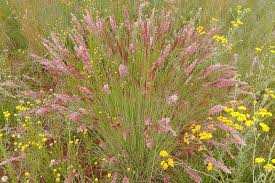 Image result for Melinis subglabra