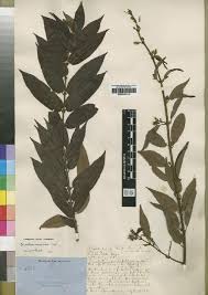 Image result for Combretum holstii