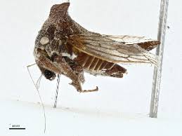 Image result for Oxyrhachis