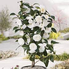 3ft Camellia Purity 7l Pot Camellia Japonica 39 99 Camellia Plant Small Ornamental Trees Japonica