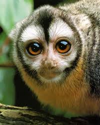 Owl Monkey Aotus Also Called Douroucouli Or Night Monkey Is A Nocturnal Primate Of South America Animals Primates Animals Beautiful