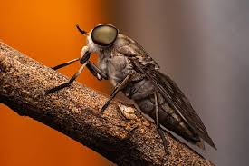 A horse fly (top), a deer fly (left) and a common horse fly (right). Discover The Truth About Horse Flies How They Threaten Fl Properties