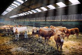 Raising beef cattle in the modern era. Best Beef Cattle Breeds In The World