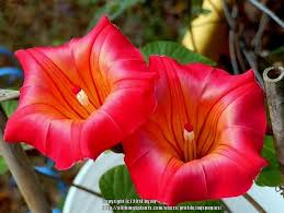 Image result for Stictocardia