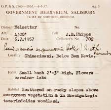 Image result for Dissotis swynnertonii