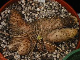 Image result for Dioscorea dumetorum
