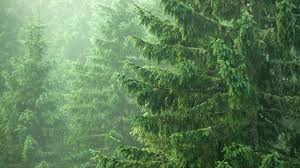 Norway spruce is a pyramidal growing conifer evergreen tree. Norway Spruce Loftiest On The Continent Arbor Day Blog