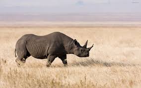 The africa section of this site lists the folllowing mammals appearing on select endangered species lists: Rhinoceros Wallpaper Picvenue Hd Wallpapers Animals Most Endangered Animals Endangered Animals