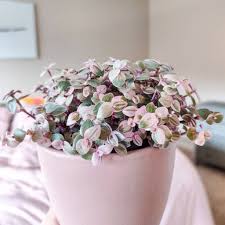 Check spelling or type a new query. Callisia Repens Family Care Myplantcare