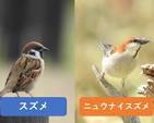 スズメとニュウナイスズメの違いと見分け方 | 野鳥情報.com