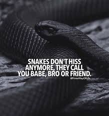 Snakes Dont Hiss Anymore Snake Quotes Untrustworthy Quotes Brotherhood Quotes