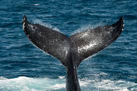 The humpback whale is one of the rorquals, a family that also includes the blue whale, fin whale, bryde's whale, sei whale, and minke whale. Humpback Whale Great Barrier Reef Foundation