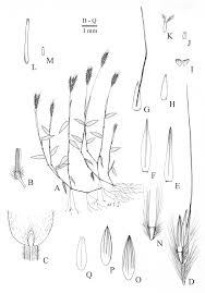 Image result for Arthraxon lancifolius