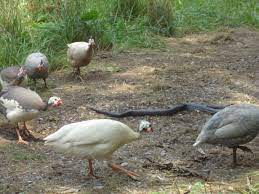 Pin On Guinea Fowl Those Crazy Wacky Birds