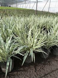 Image result for Dianella
