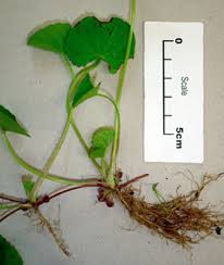 Image result for Centella glabrata