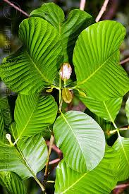 Image result for Rubiaceae