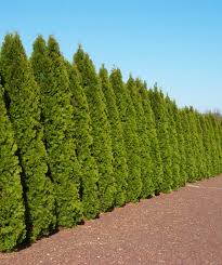 buy emerald green arborvitae online at bowerandbranch com