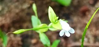 Image result for Linderniella pusilla
