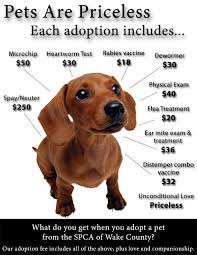 Articulate Online Login Dogs Puppy Shower Flea Treatment