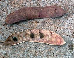 Image result for Acacia abyssinica