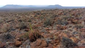 Image result for Pegolettia retrofracta