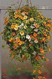 Pin On Hanging Baskets