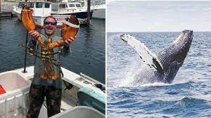 Nella giornata dell'11 giugno l'uomo si trovava a pesca di aragoste e ad una profondità di circa 13 metri. Gtda3ezkw2rnxm