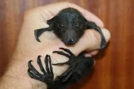New research has revealed that looking at cute images of baby animals doesn't just make you feel warm and fuzzy inside, but can actually improve one thing the internet has shown us, it is that few people can resist looking at images of cute animals. 25 Baby Animals That Are Too Cute For Words