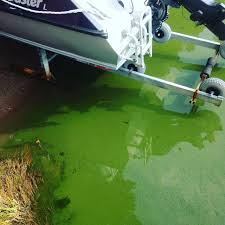 Ecology of baltic coastal waters. Algblomning Informationscentralen For Egentliga Ostersjon Facebook