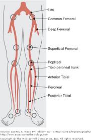 Lower Extremity Arteries Anatomy Diagnostic Medical Sonography Vascular Surgery Medical