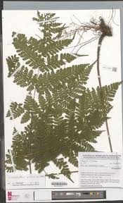 Image result for Triplophyllum