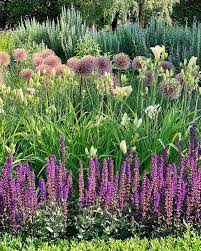 Maybe you would like to learn more about one of these? Allium Globemaster Pennisetum Salvia Caradonna Perovskia Blue Spire Plants Allium Garden Perovskia Blue Spire