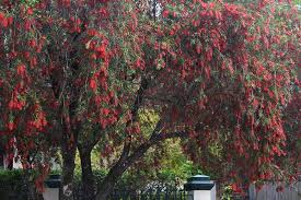 The bottlebrush tree benefits from early pruning, especially in the establishment stage. How To Grow Bottlebrush Gardener S Path
