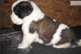 Black And White St Bernard Puppy Saint Bernard St Bernard For Sale Saint Bernard St Bernard Dogs Dogs