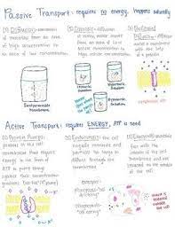 Cell Transport Cell Transport Cell Biology Notes Cell Membrane Transport