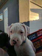 Bullboxer Pit Puppy For Sale In Las Vegas Nv Adn 38607 On Puppyfinder Com Gender
