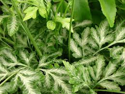 プテリス – OPTE HomePage