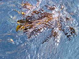 Image result for Isolepis costata