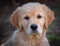 John's water dogs were bred to help fishermen drag their nets across the ice. Differences Between Golden Retrievers And Labrador Retrievers Official Golden Retriever