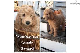 Maybe you would like to learn more about one of these? Melanie Wilkes Labradoodle Puppy For Sale Near Tampa Bay Area Florida E620dcff Dca1 Labradoodle Puppies For Sale Labradoodle Puppy Puppies
