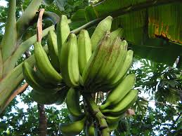 In a survey, many people admitted that they generally throw ripe bananas which have black spots on them. Banana Freckle Wikipedia